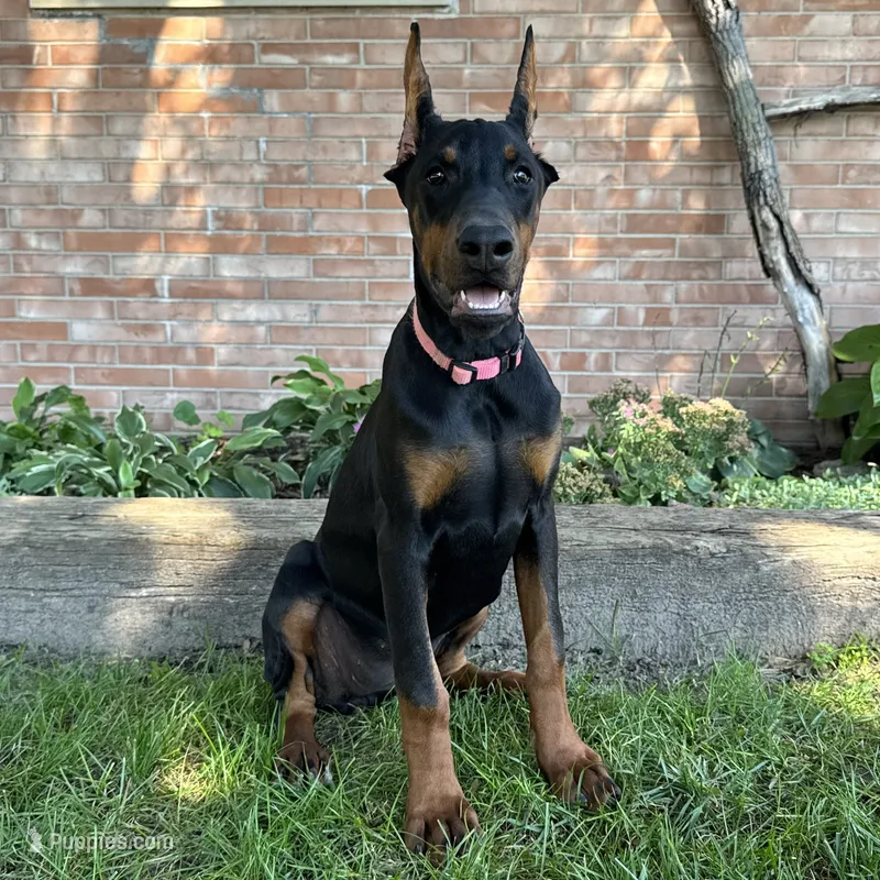 Zelda – Doberman Pinscher puppy for sale in Ligonier, IN