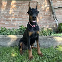 Zelda, a female Doberman Pinscher for sale in Ligonier, IN – 1 of 3