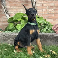 Banner, a male Doberman Pinscher for sale in Ligonier, IN – 2 of 4