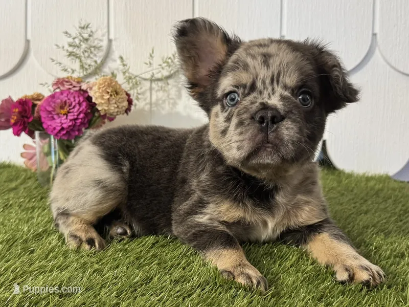 Girlie – French Bulldog puppy for sale in Ligonier, IN
