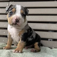 Griffon, a male American Bully for sale in Ligonier, IN – 3 of 4