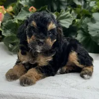 Faith, a female Poodle - Miniature  for sale in Ligonier, IN – 2 of 3