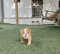 Tessa, a female English Bulldog and Olde English Bulldogge for sale in Ligonier, IN – 2 of 3