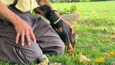 Bella, a female Doberman Pinscher for sale in Ligonier, IN – 5 of 5