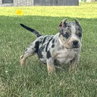Havoc, a male American Bully for sale in Ligonier, IN – 2 of 9