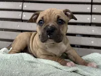 Flora, a female American Bully for sale in Ligonier, IN – 3 of 4