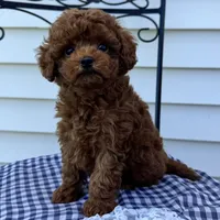 Tank, a male Poodle - Miniature  for sale in Ligonier, IN – 2 of 5
