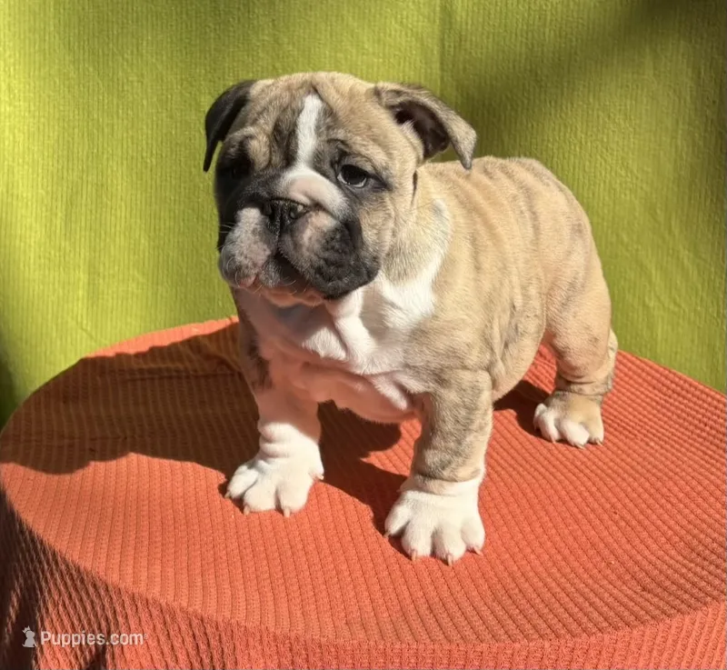 Navy – English Bulldog, Olde English Bulldogge puppy for sale in Ligonier, IN
