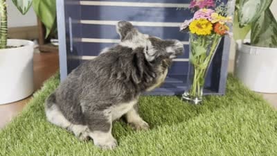 Girlie, a female French Bulldog for sale in Ligonier, IN – 5 of 5