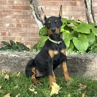 Bella, a female Doberman Pinscher for sale in Ligonier, IN – 4 of 5