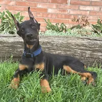 Amika, a male Doberman Pinscher for sale in Ligonier, IN – 3 of 5