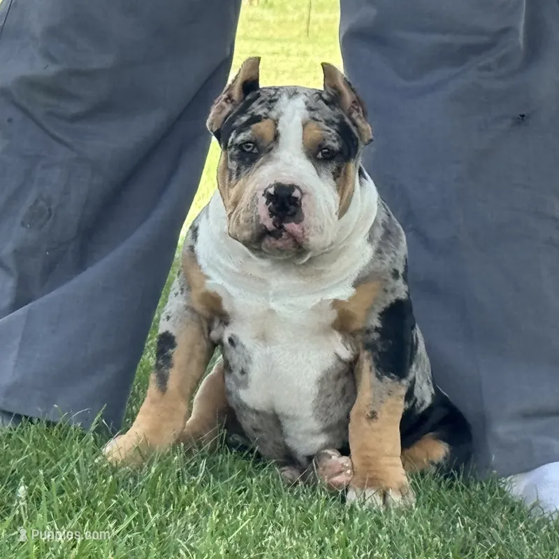 Griffon – American Bully puppy for sale in Ligonier, IN