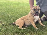 Flora, a female American Bully for sale in Ligonier, IN – 3 of 4