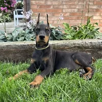 Ankor , a male Doberman Pinscher for sale in Ligonier, IN – 5 of 7