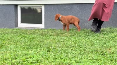Waldo, a male Irish Doodle for sale in Ligonier, IN – 5 of 5