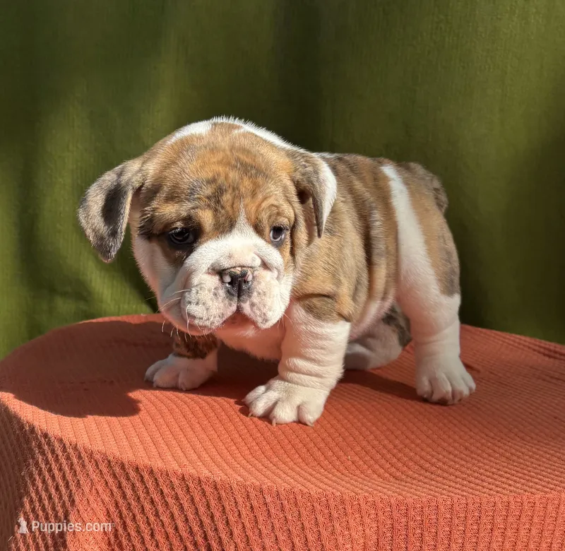 Nova – English Bulldog, Olde English Bulldogge puppy for sale in Ligonier, IN