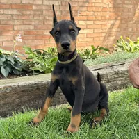 Ankor , a male Doberman Pinscher for sale in Ligonier, IN – 3 of 7