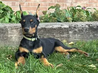 Bella, a female Doberman Pinscher for sale in Ligonier, IN – 2 of 5