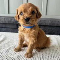 Billy, a male Irish Doodle for sale in Ligonier, IN – 2 of 5