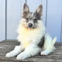 Arctic, a male Pomeranian for sale in Ligonier, IN – 2 of 4