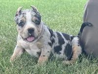 Havoc, a male American Bully for sale in Ligonier, IN – 6 of 9