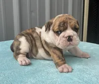 Nova, a female English Bulldog and Olde English Bulldogge for sale in Ligonier, IN – 2 of 4
