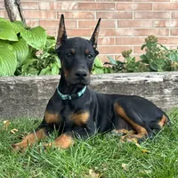Bianca, a female Doberman Pinscher for sale in Ligonier, IN – 3 of 5