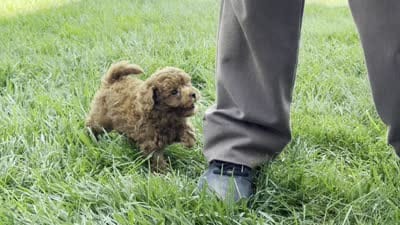 Tank, a male Poodle - Miniature  for sale in Ligonier, IN – 5 of 5
