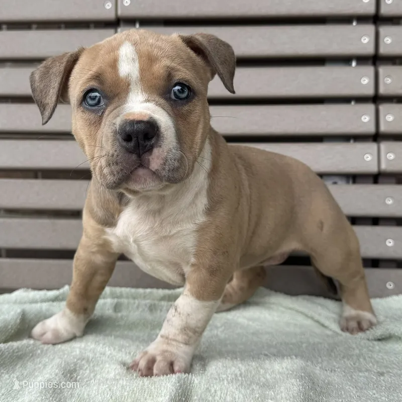 Faye – American Bully puppy for sale in Ligonier, IN