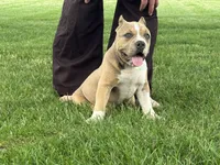 Faye, a female American Bully for sale in Ligonier, IN – 2 of 10