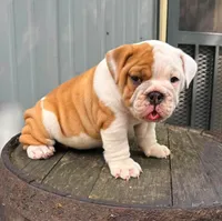 Lane , a male English Bulldog and Olde English Bulldogge for sale in Ligonier, IN – 4 of 4