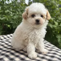 Gage, a male Poodle - Miniature  for sale in Ligonier, IN – 3 of 5