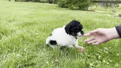 Hazel, a female Poodle - Toy  for sale in Ligonier, IN – 5 of 5