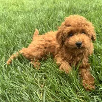 Titus , a male Poodle - Miniature  for sale in Ligonier, IN – 4 of 5