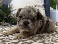 Faron, a male French Bulldog for sale in Ligonier, IN – Photo 1 of 4