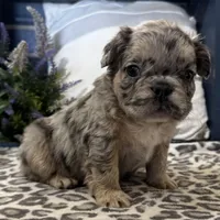 Faron, a male French Bulldog for sale in Ligonier, IN – Photo 3 of 4