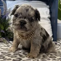 Faron, a male French Bulldog for sale in Ligonier, IN – Photo 4 of 4
