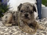 Faron, a male French Bulldog for sale in Ligonier, IN – Photo 2 of 4