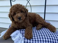 Tyler, a male Poodle - Miniature  for sale in Ligonier, IN – 3 of 5
