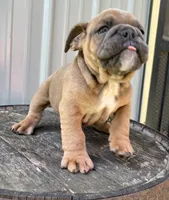 Tater, a male English Bulldog for sale in Ligonier, IN – 4 of 4