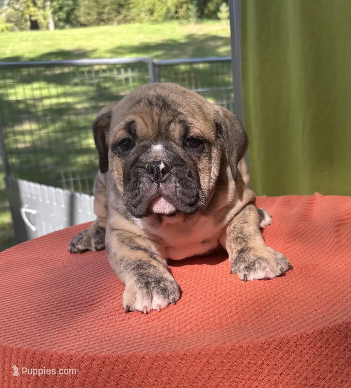 Nikki – English Bulldog, Olde English Bulldogge puppy for sale in Ligonier, IN