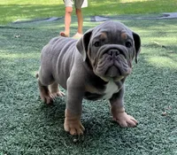 Tibolt, a male English Bulldog and Olde English Bulldogge for sale in Ligonier, IN – 4 of 6