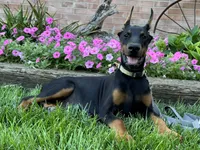 Zorro, a male Doberman Pinscher for sale in Ligonier, IN – 3 of 5