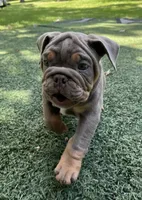 Tibolt, a male English Bulldog and Olde English Bulldogge for sale in Ligonier, IN – 5 of 6