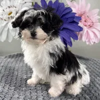 Buster, a male Havapoo for sale in Ligonier, IN – Photo 3 of 4