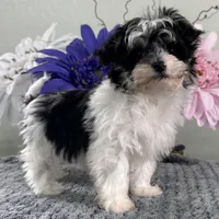 Buster, a male Havapoo for sale in Ligonier, IN – Photo 2 of 4