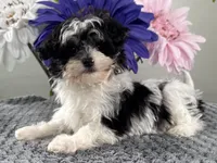 Buster, a male Havapoo for sale in Ligonier, IN – Photo 4 of 4