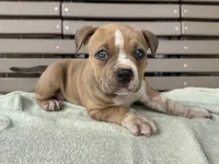 Faye, a female American Bully for sale in Ligonier, IN – 3 of 3