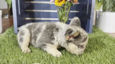 Grace, a female French Bulldog for sale in Ligonier, IN – 5 of 5