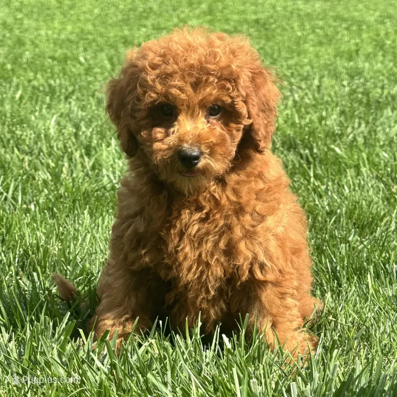 Theo – Poodle - Miniature  puppy for sale in Ligonier, IN